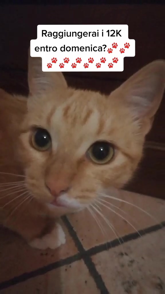 @Miele🐱🐈