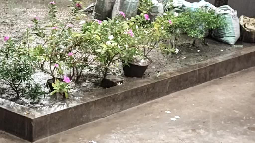 @Shubhangini Dey