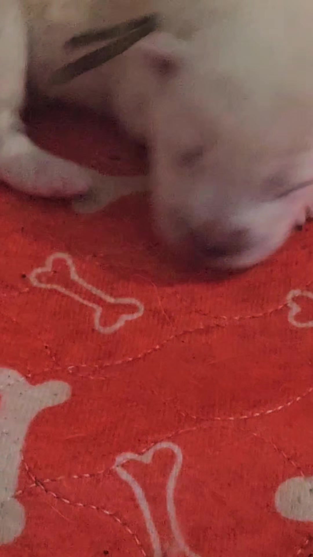 @Samojedowe🐶🇵🇱love🇬🇧 Żona
