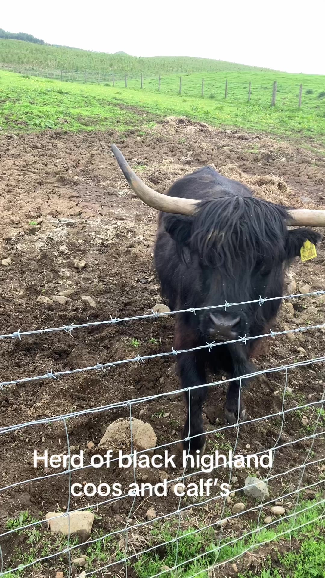 @Highland Coo Clan