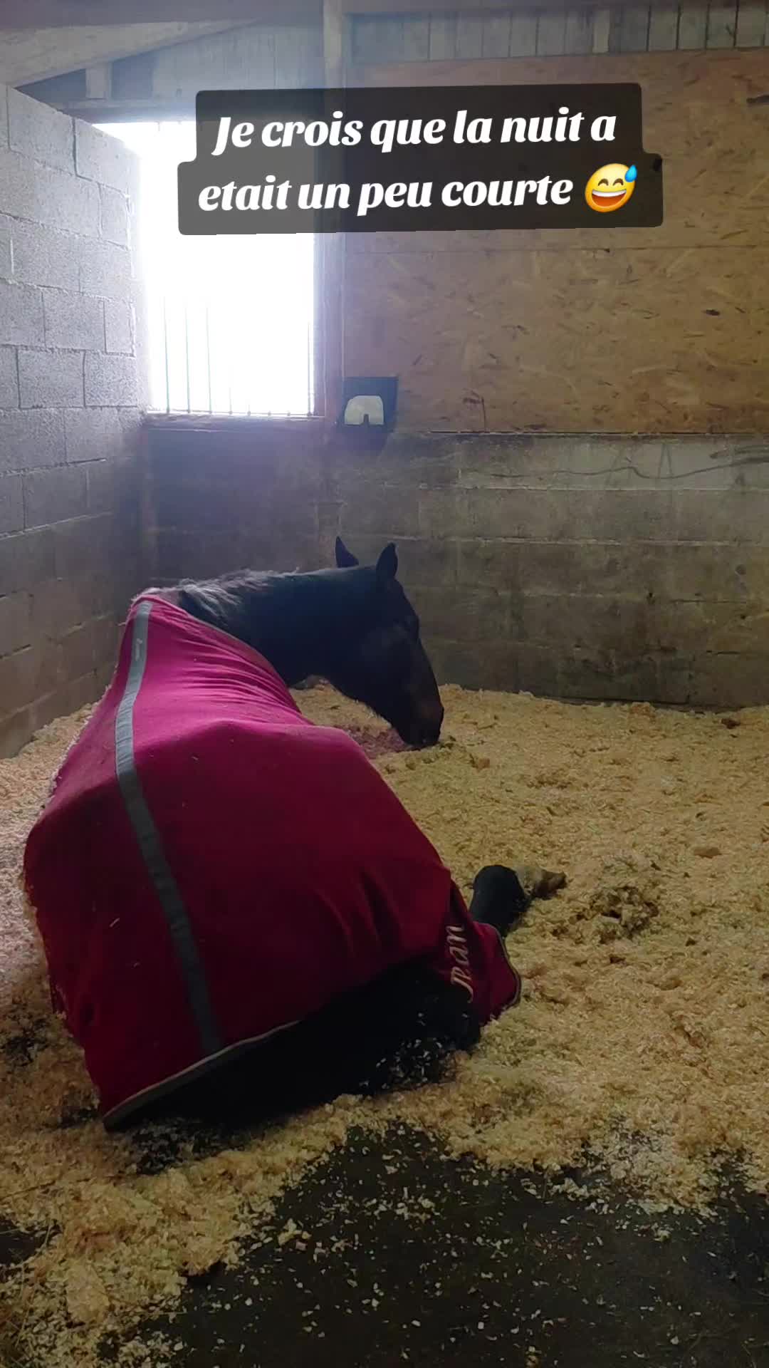 @Le Journal D'un Cheval & Cie