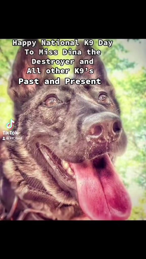 @K9 Dina