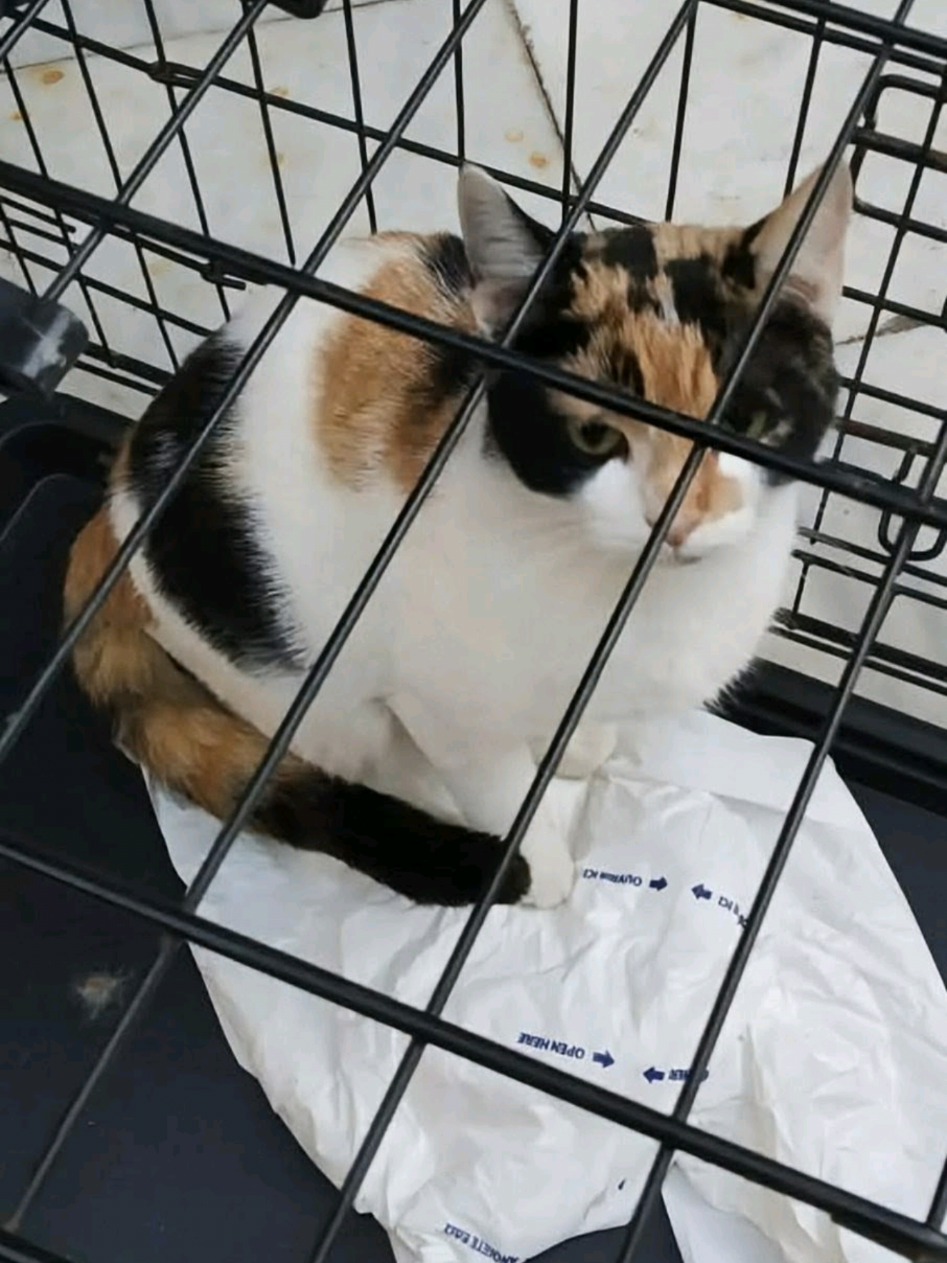 @Greek Animal Rescue
