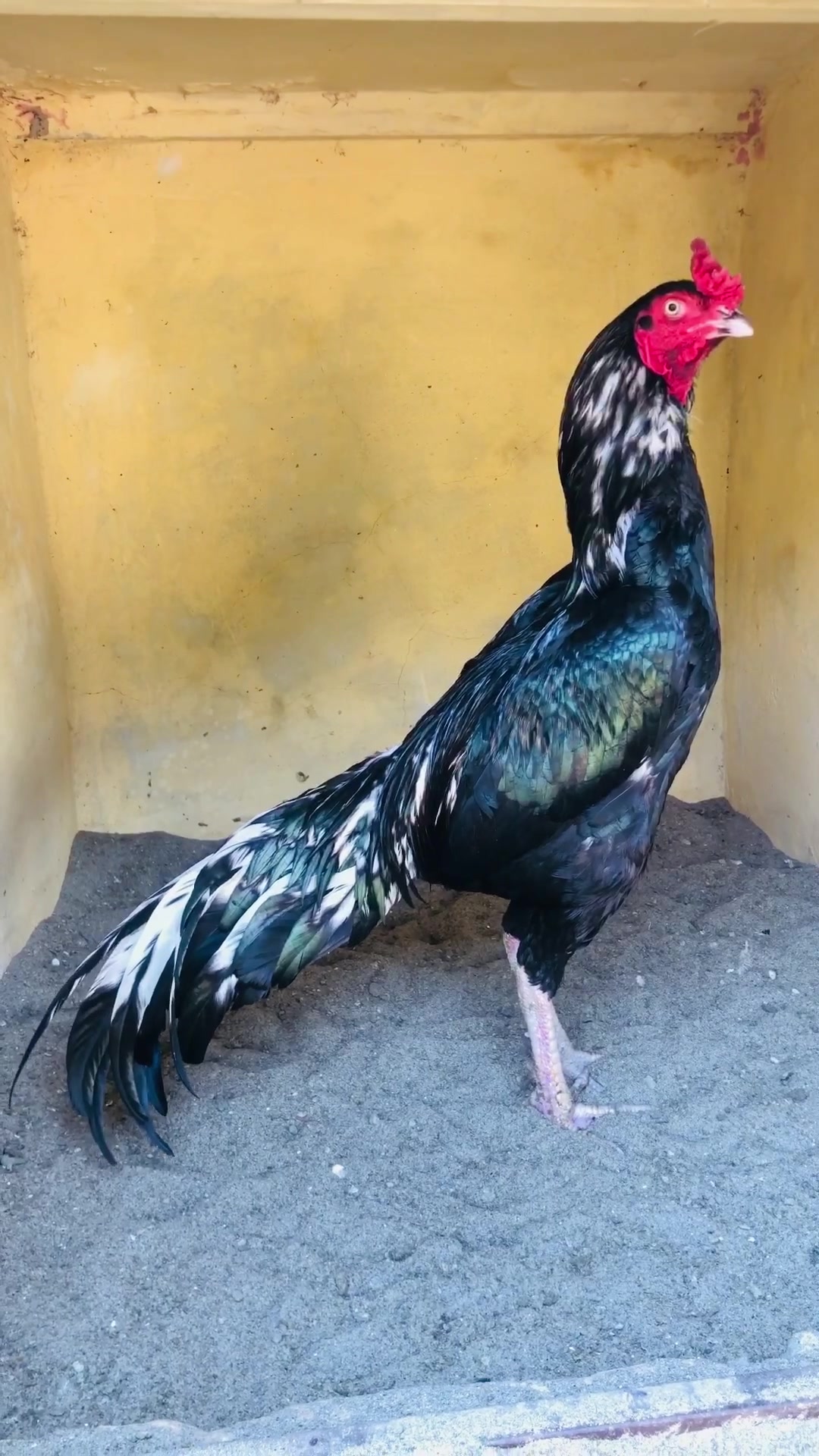 @Poultry Markaz