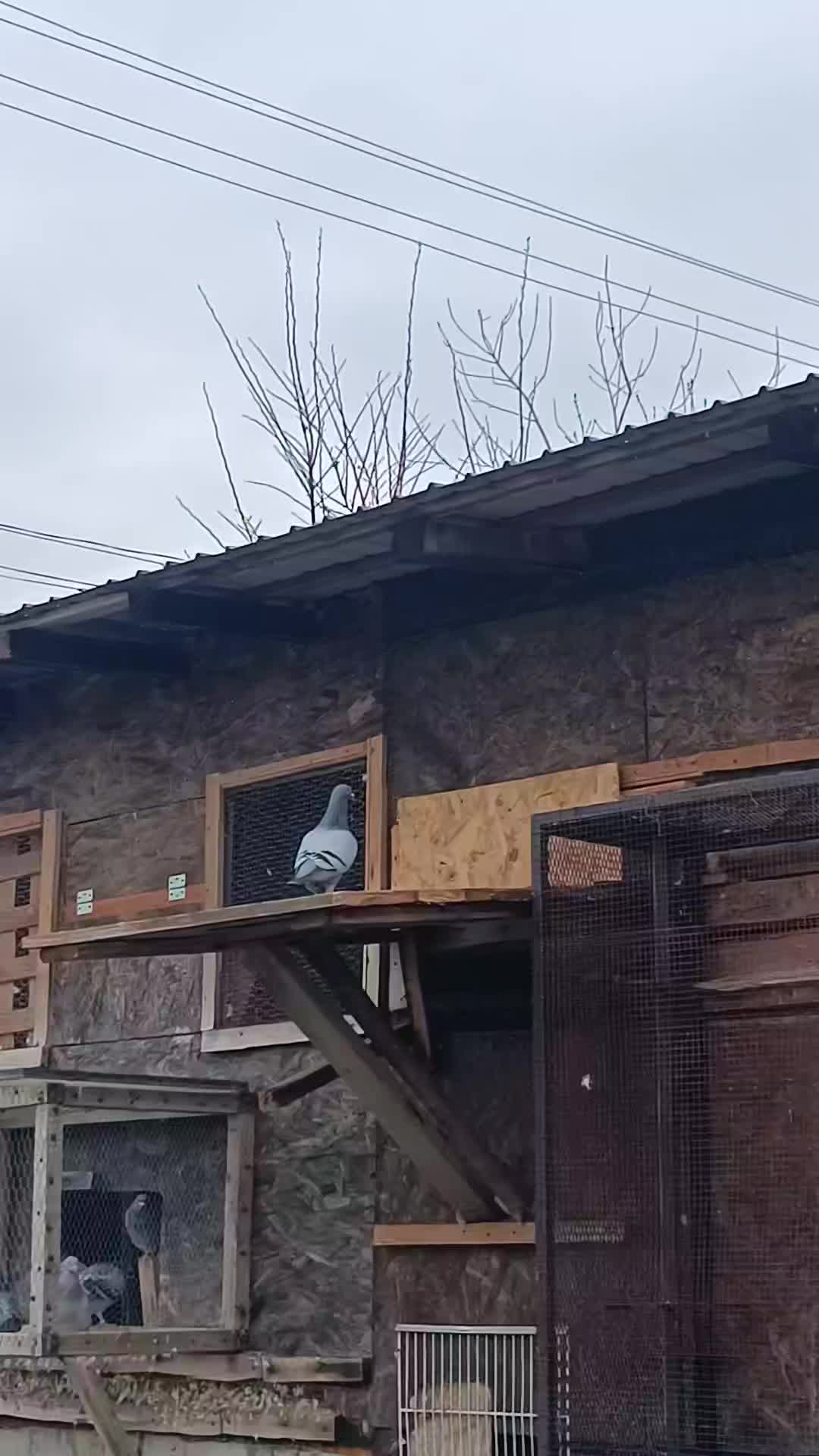 @(Frații Coman)