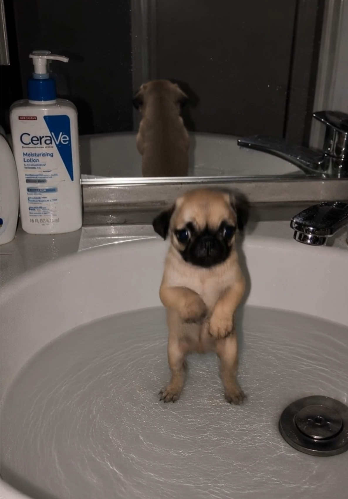 @dogmotion