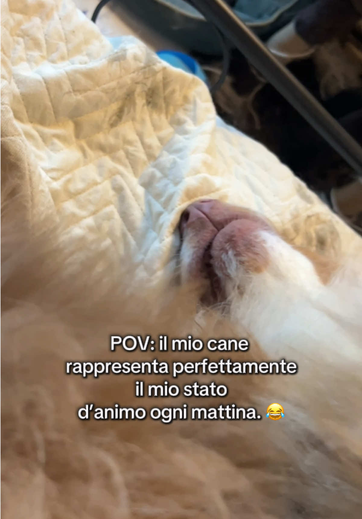 @Noeandfur 🐶🐾