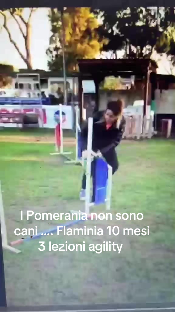 @Flamy Pomerania