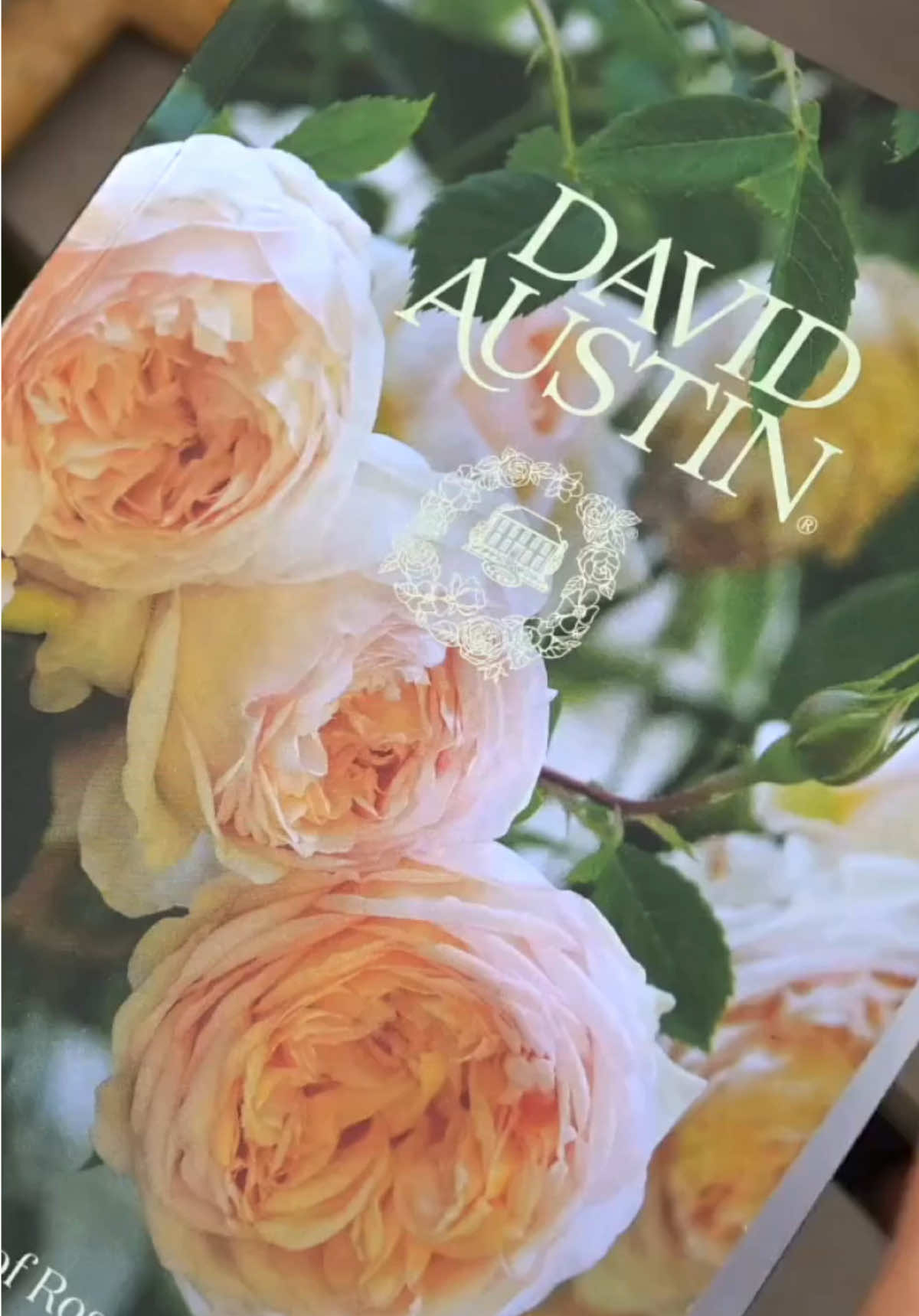 @David Austin Roses