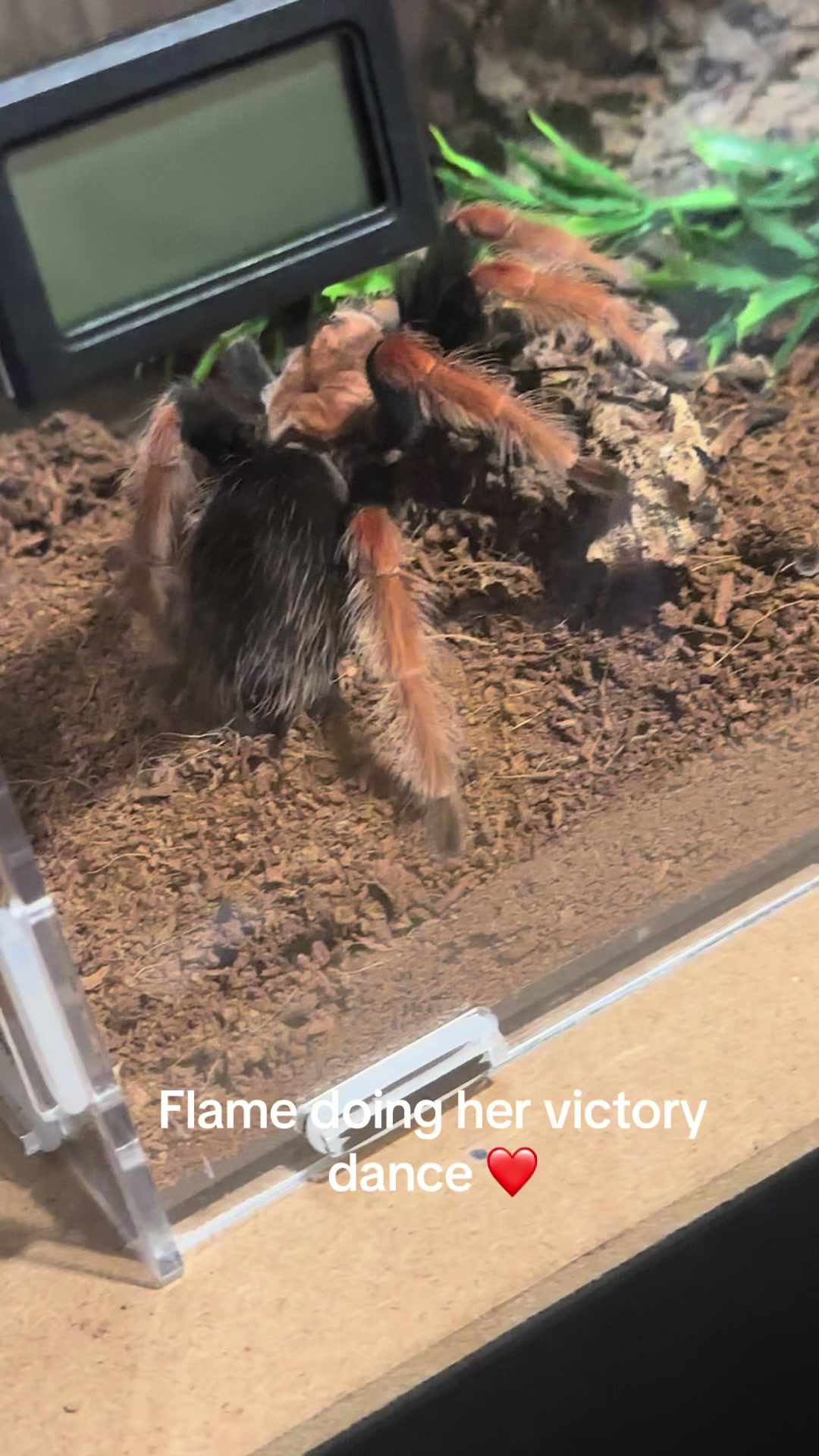 @The Spider Caravan