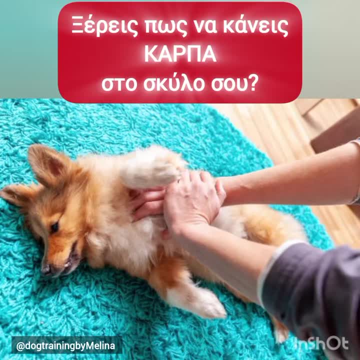 @dogtrainingbymelina