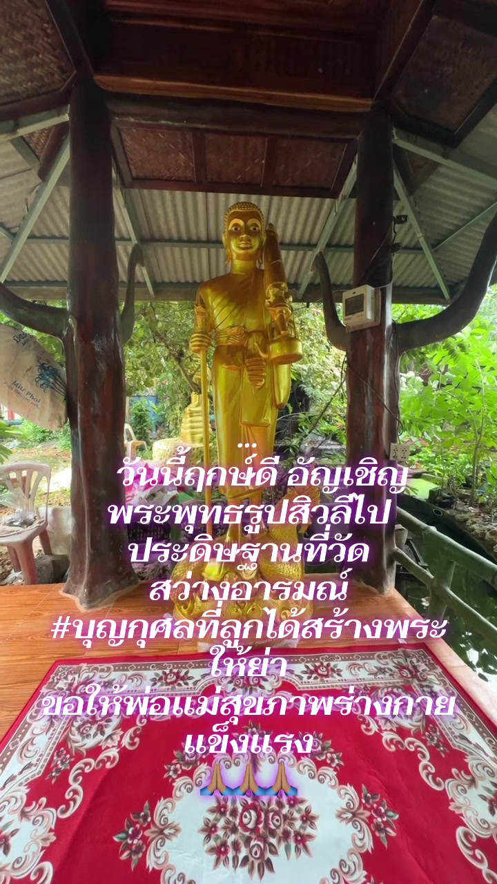 @บ้านแมวน้อยหอยสังข์ cattery