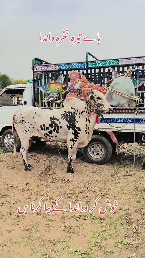 @👑💫پوٹھوہار داندی گروپ⚡️👑