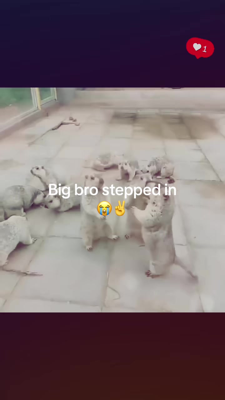 @dailymarmot00