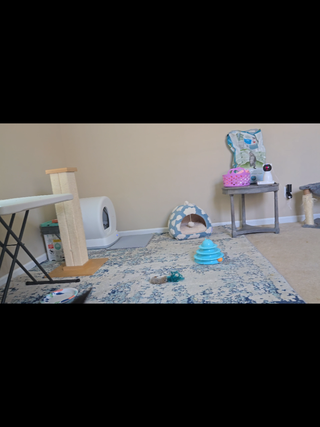 @Brittany's Beauties Kittens