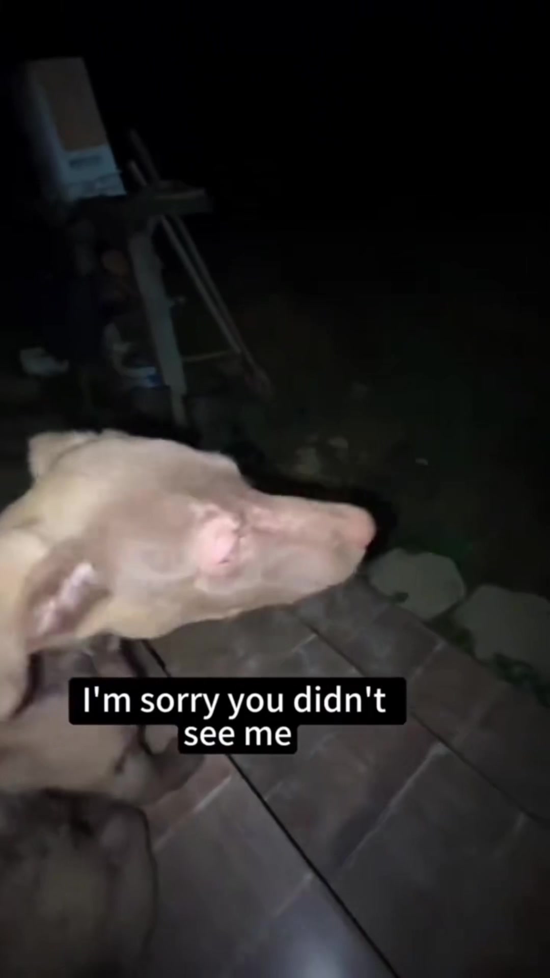 @FunnyAnimals