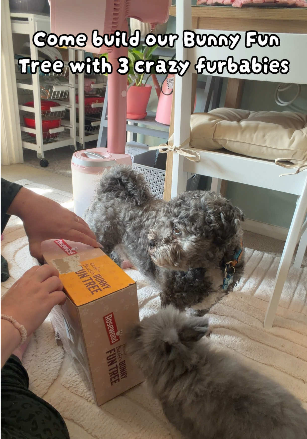 @Samantha & The Mancfurbabies🐝