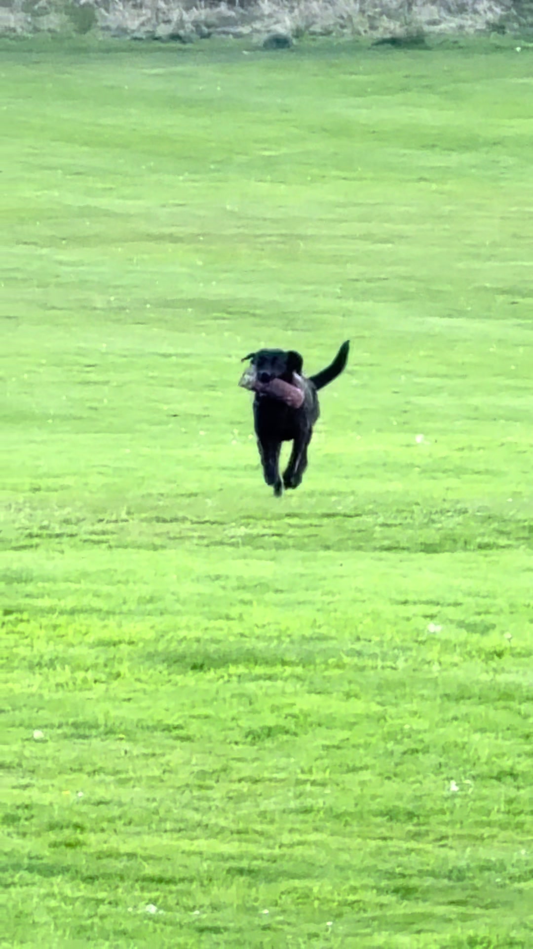 @themworkingdogs🏴