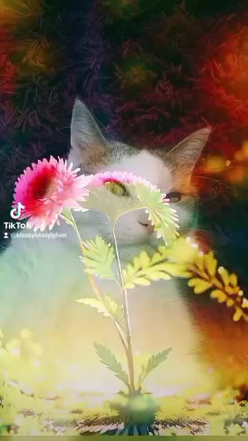 @&hearts;️Katzenmama&hearts;️