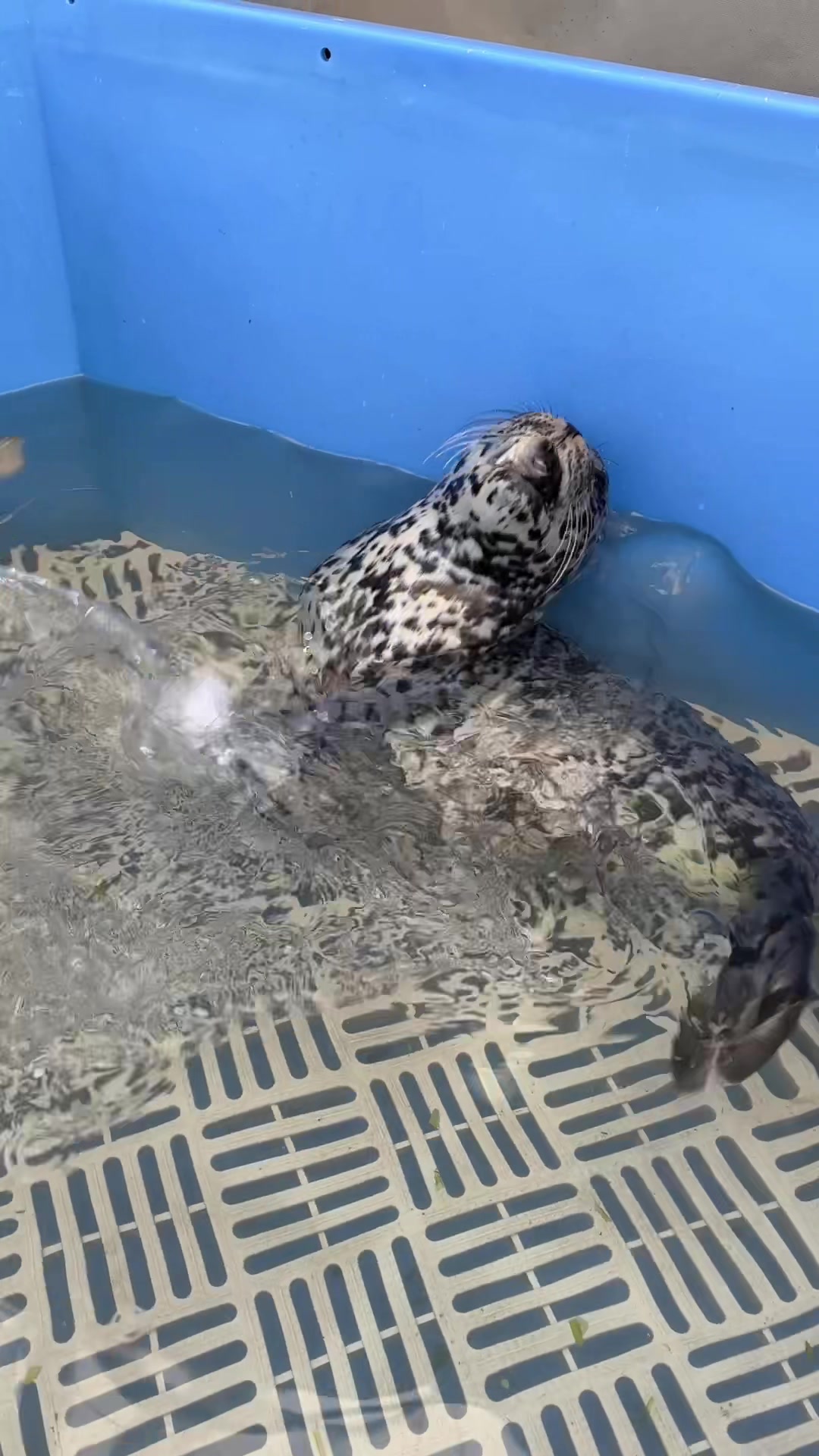@Marine Mammal Rescue Society