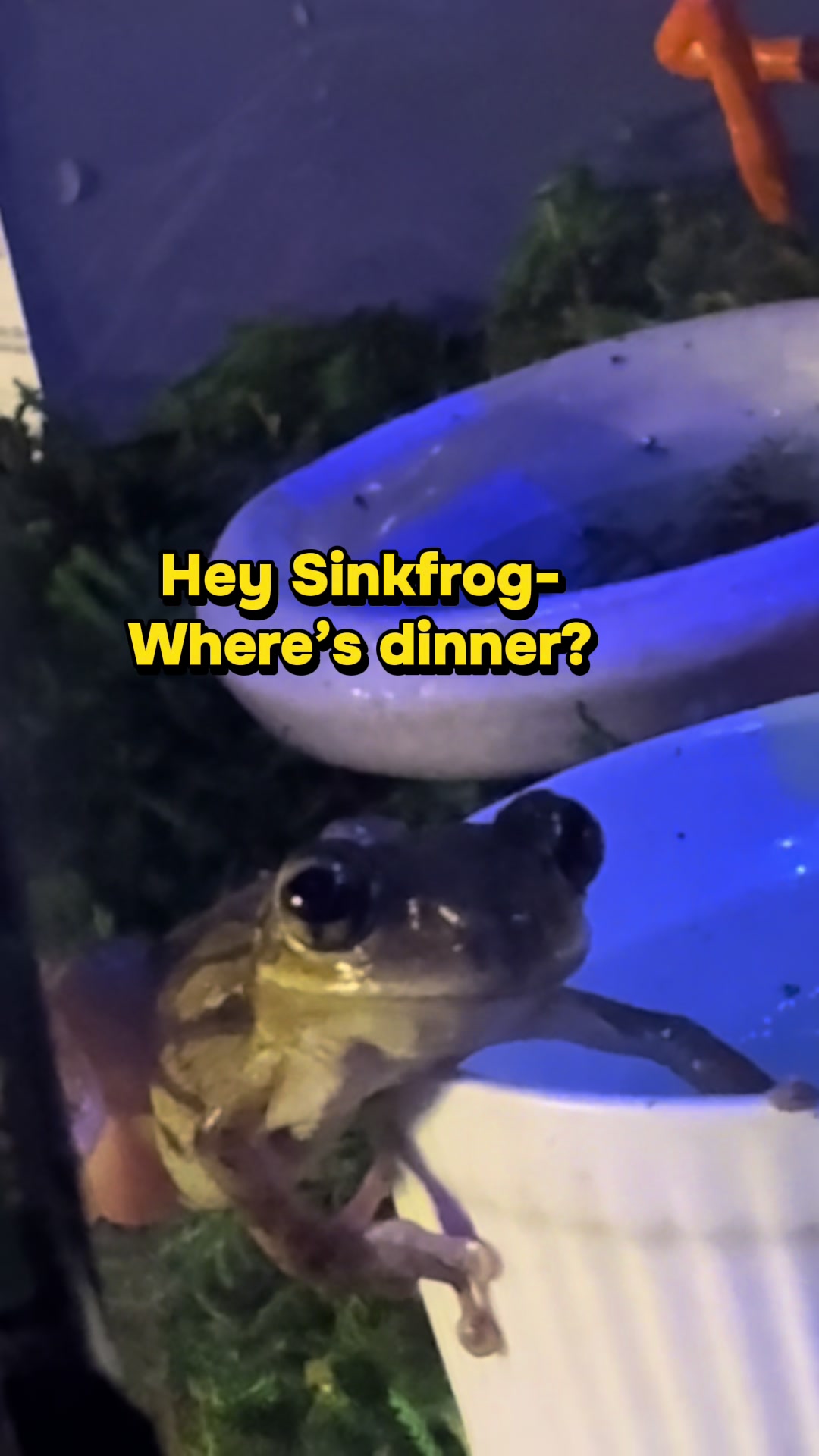@originalSinkfrog