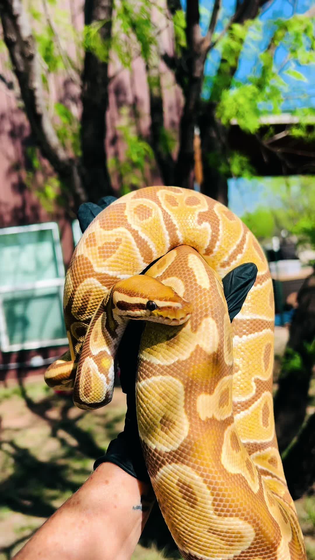 @Elliott Exotics
