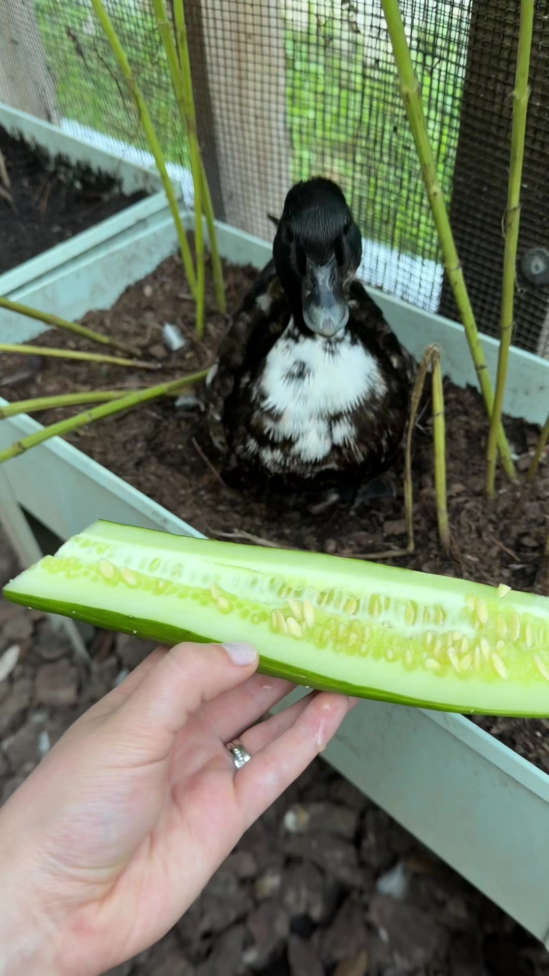 @The Quack House