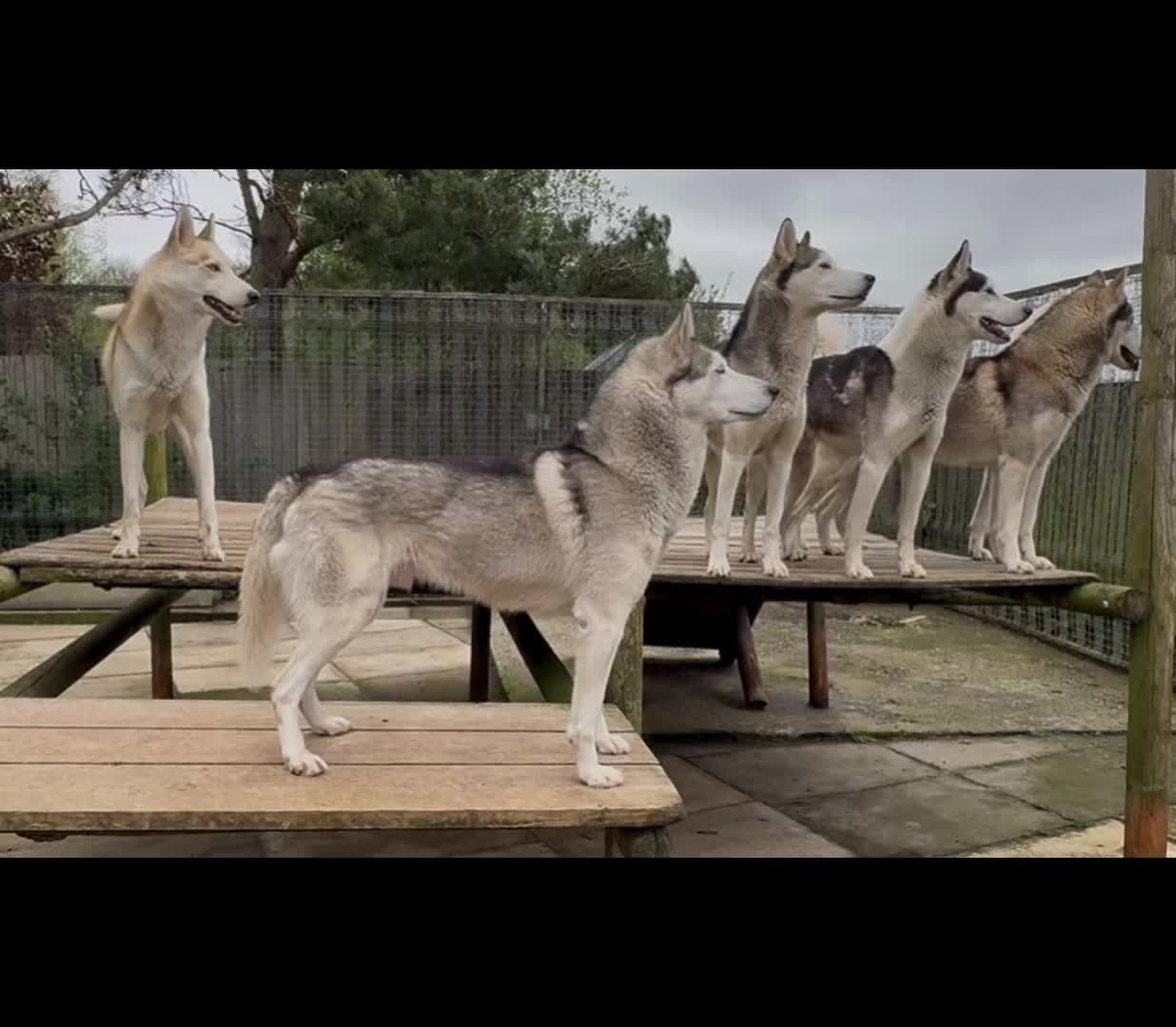 @Coldfeet-Huskies-Kaz