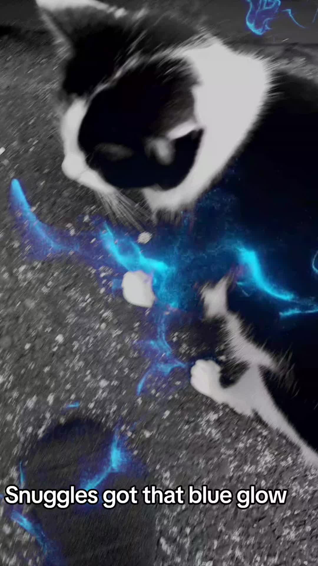 @Snuggles The Cat