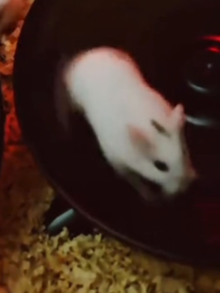 @ʜᴀᴍꜱᴛᴇʀ🎧ʀᴀᴠᴇ