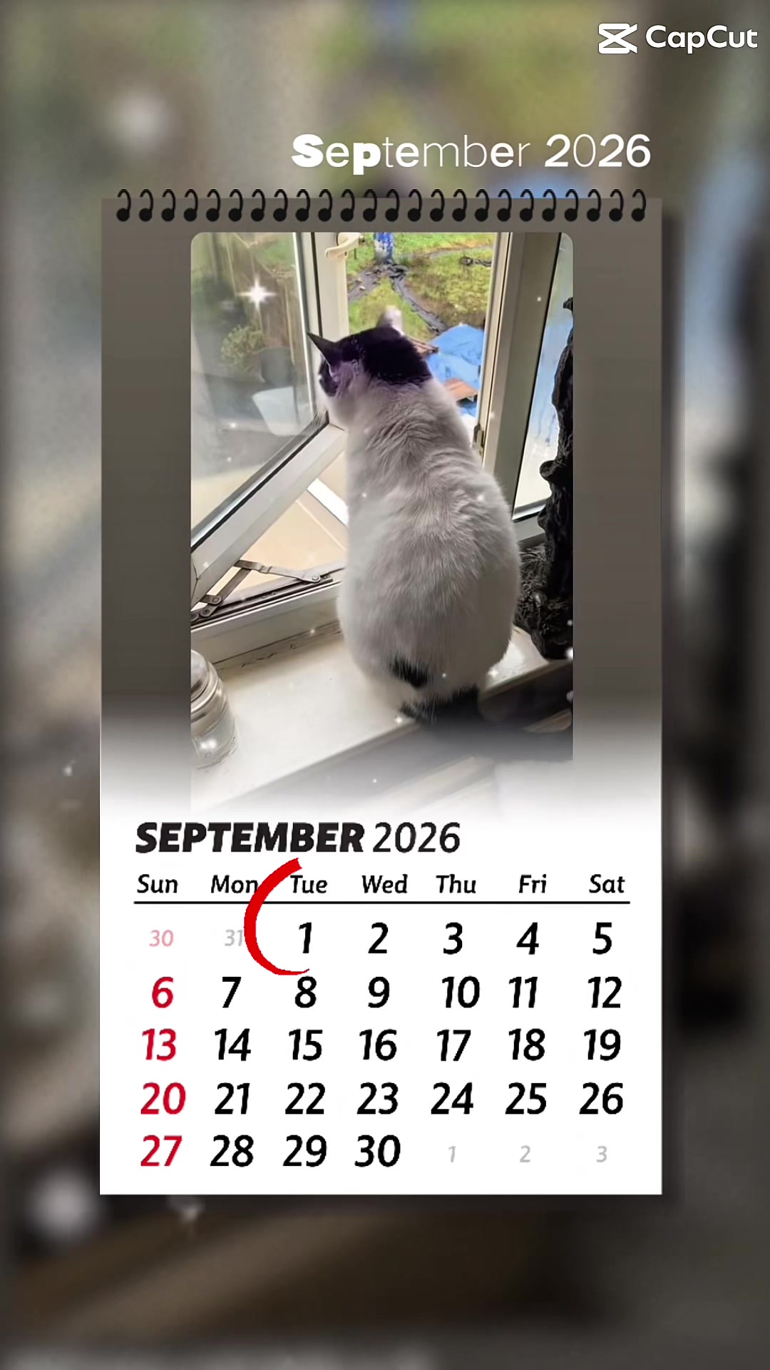 @crazycatladyxfour