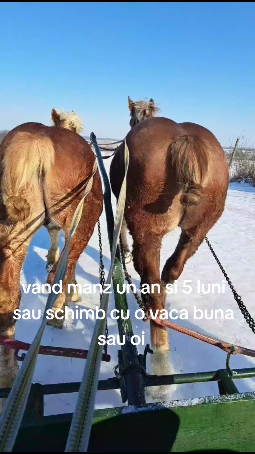 @Iulian❤️