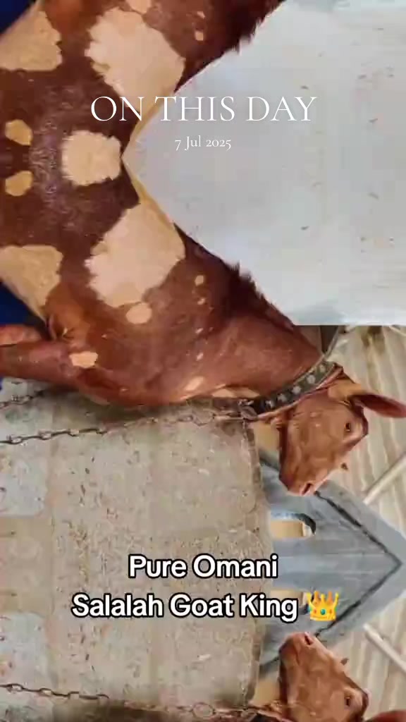 @Mustafa Goats