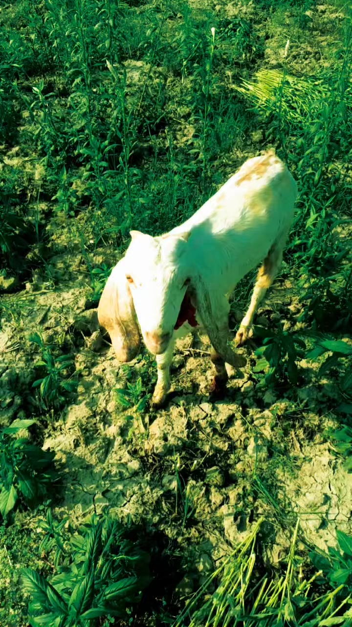 @Abdul Lateef Pakpattan Aala