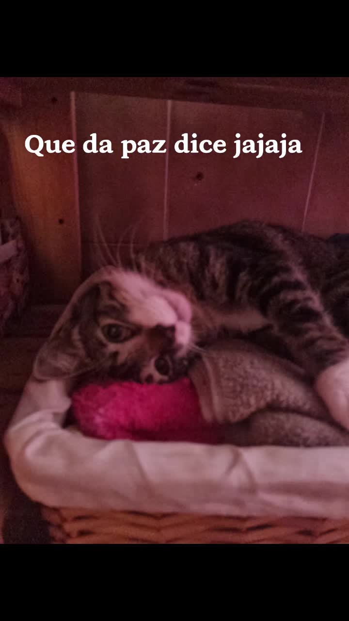 @Aino