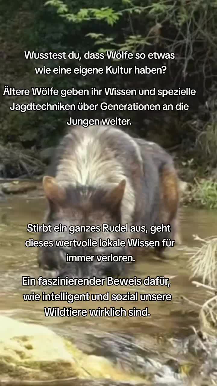 @sch&uuml;tzt-den-wolf 🇦🇹
