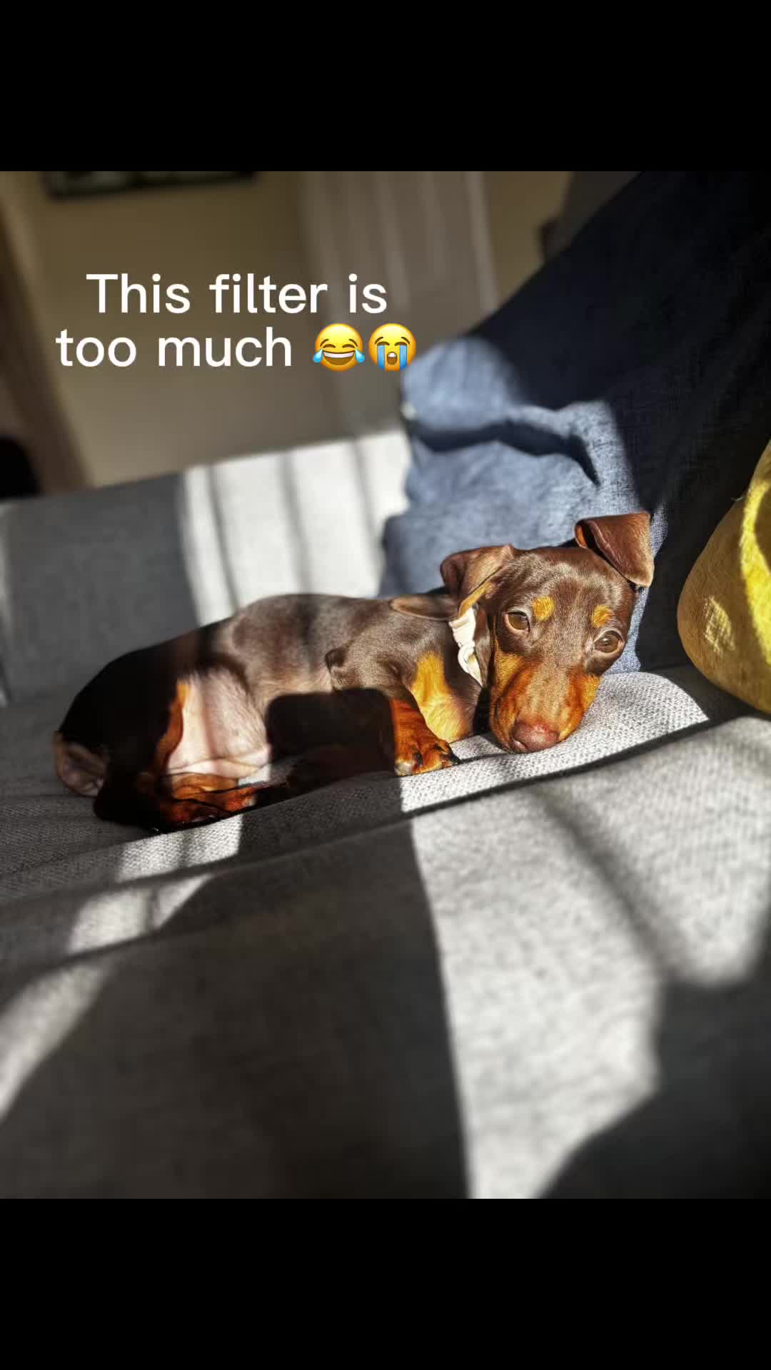 @BellaLongDog