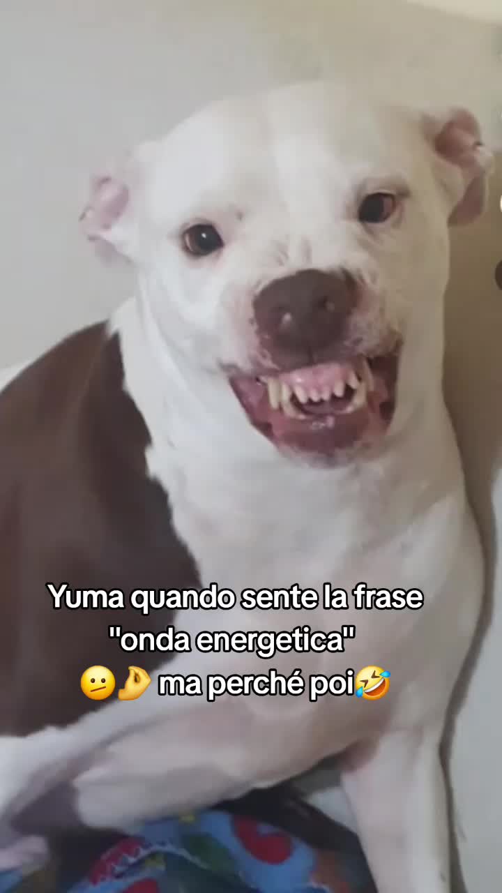 @🐶Yᑌᗰᗩ&ᑕO.🐾