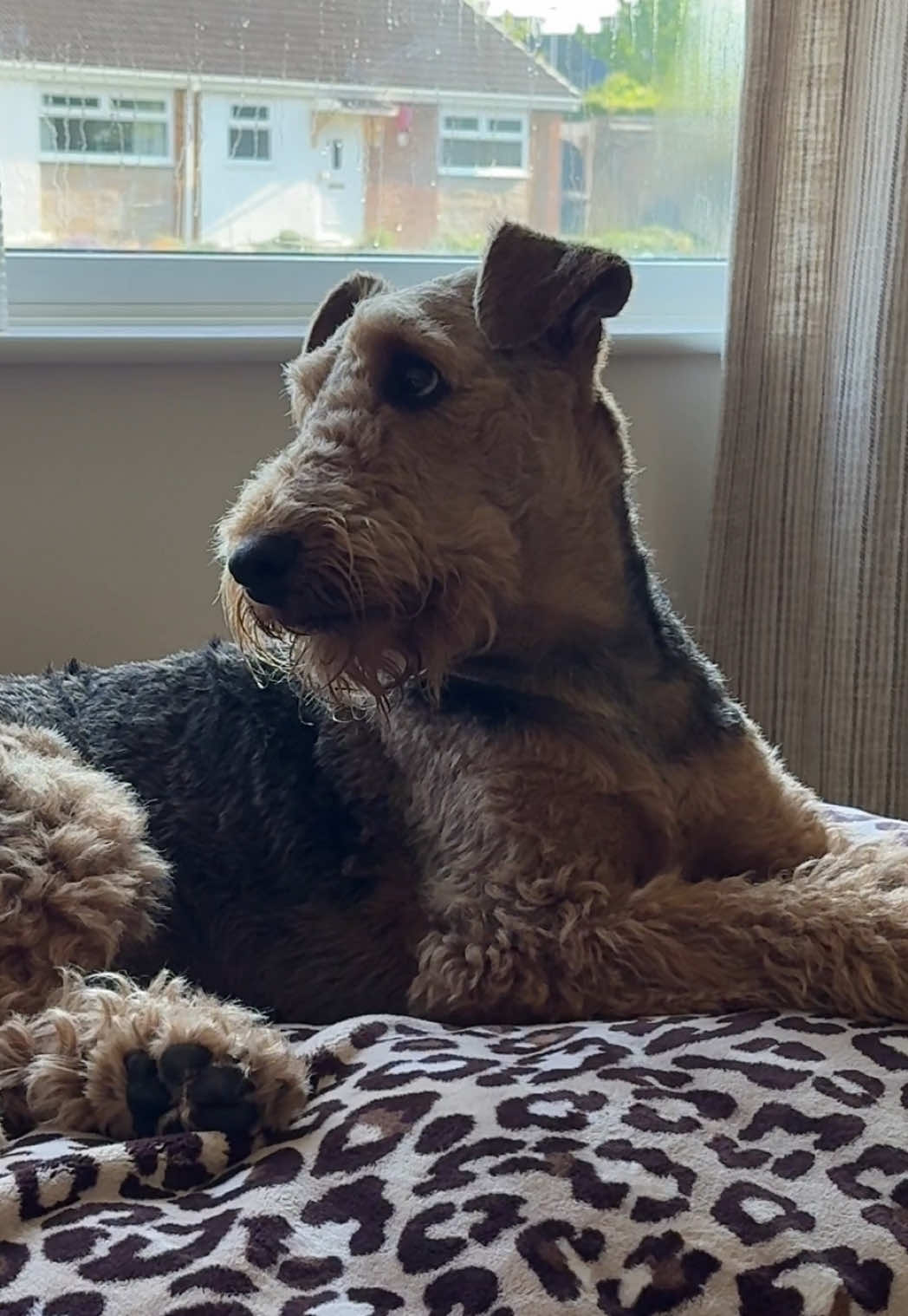 @Thefoxandtheairedale