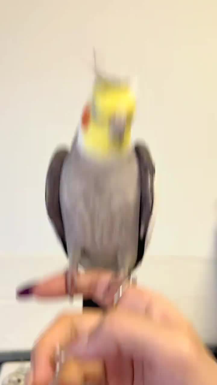@Bibi Cockatiel