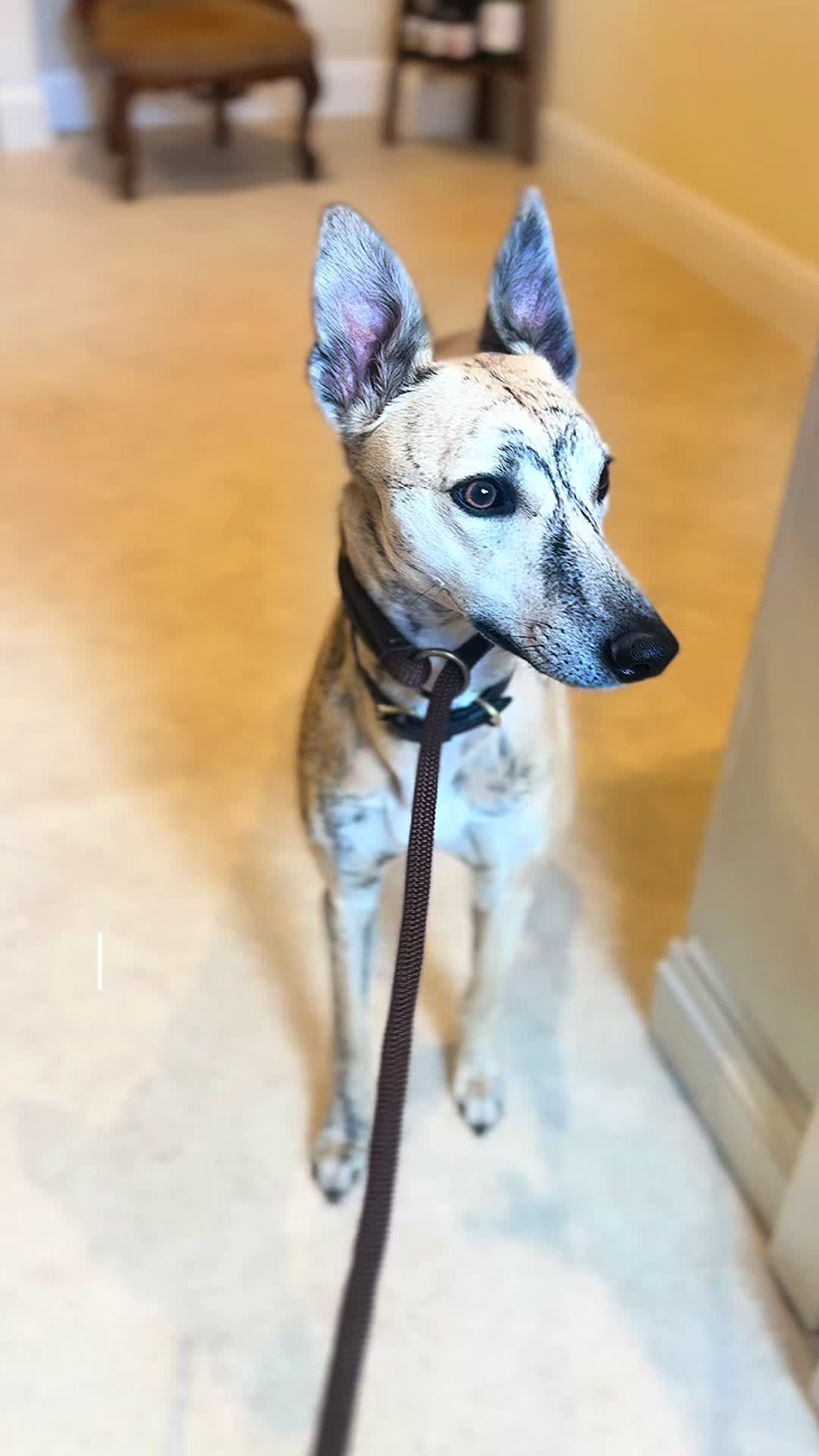 @thesecretdogspa