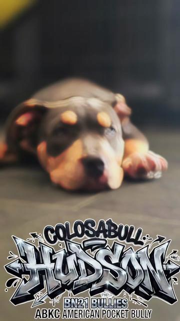 @Colosabull BN21 Bullies