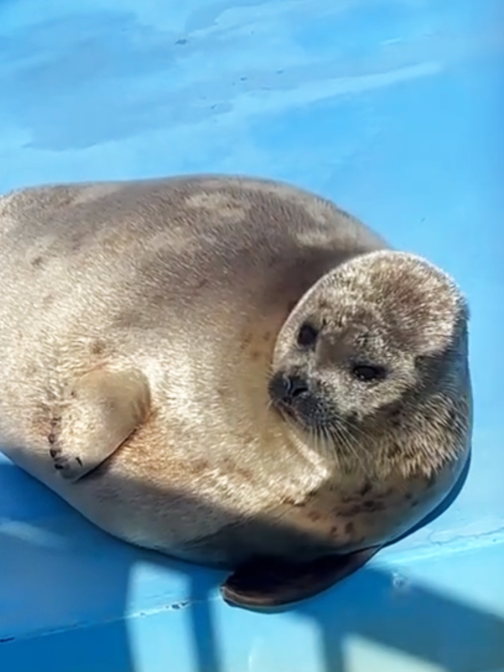 @🩷🎀 seal 🦭🩷