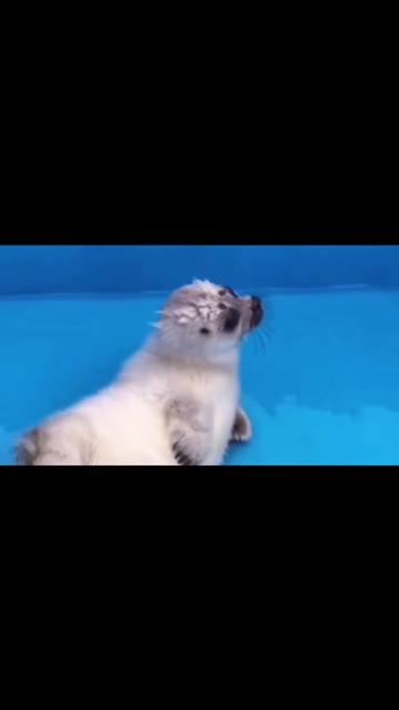 @🩷🎀 seal 🦭🩷