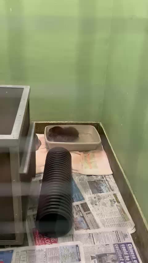 @StapeleyWildlifeRehab