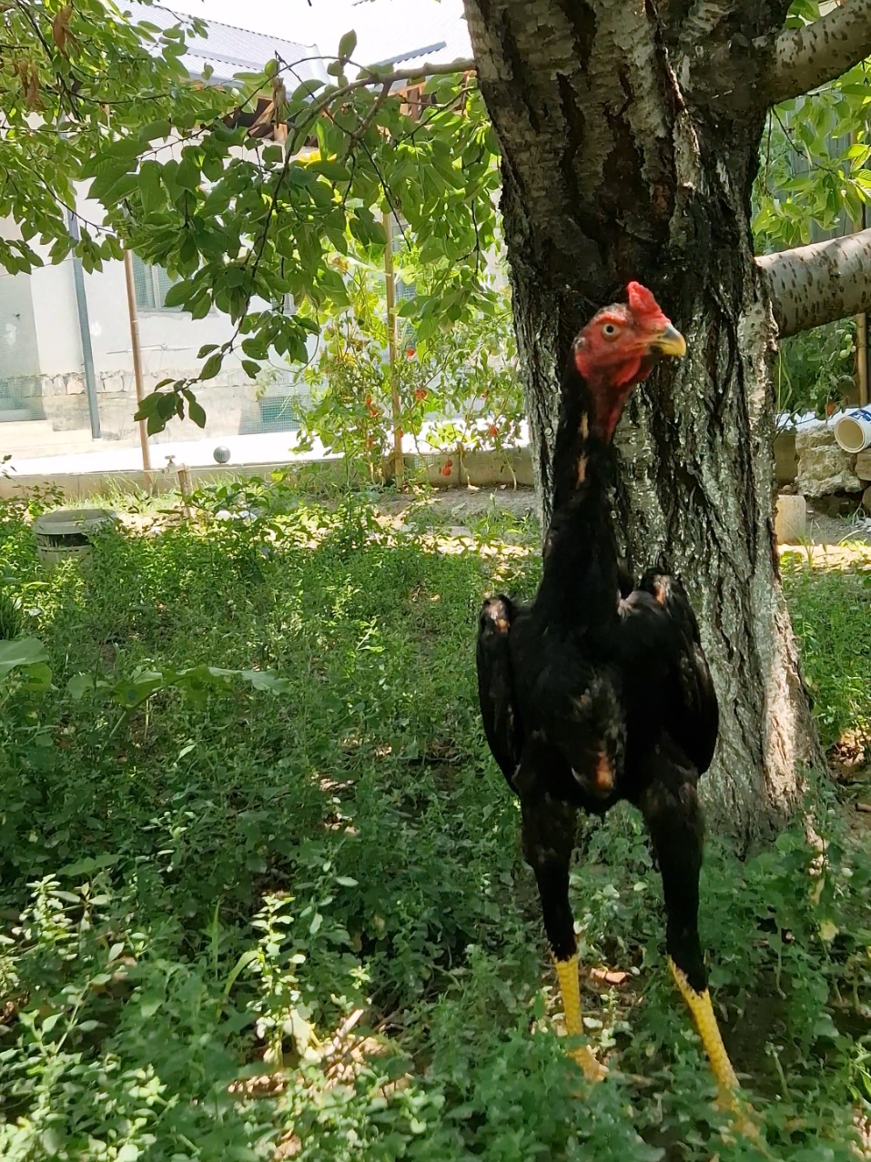 @Jasurbek