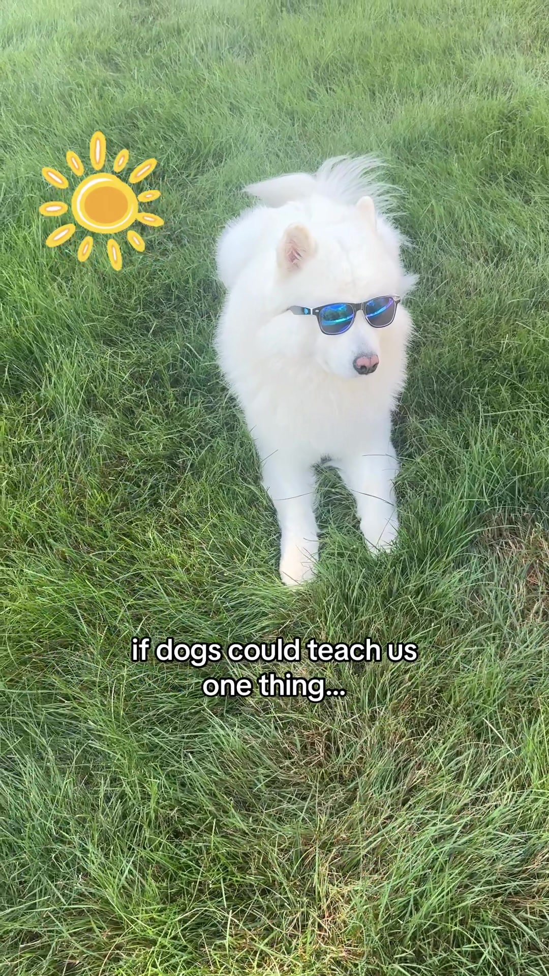 @Koda