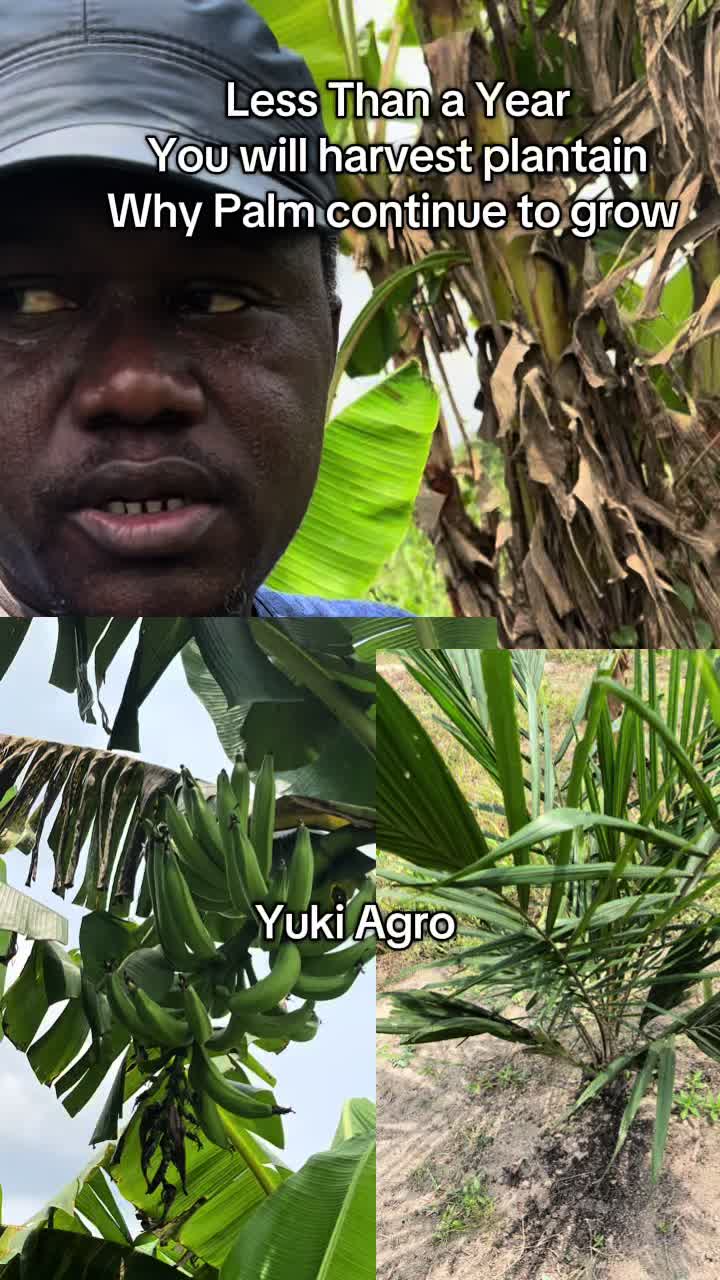 @BabaObaTv @Yuki Agro limited