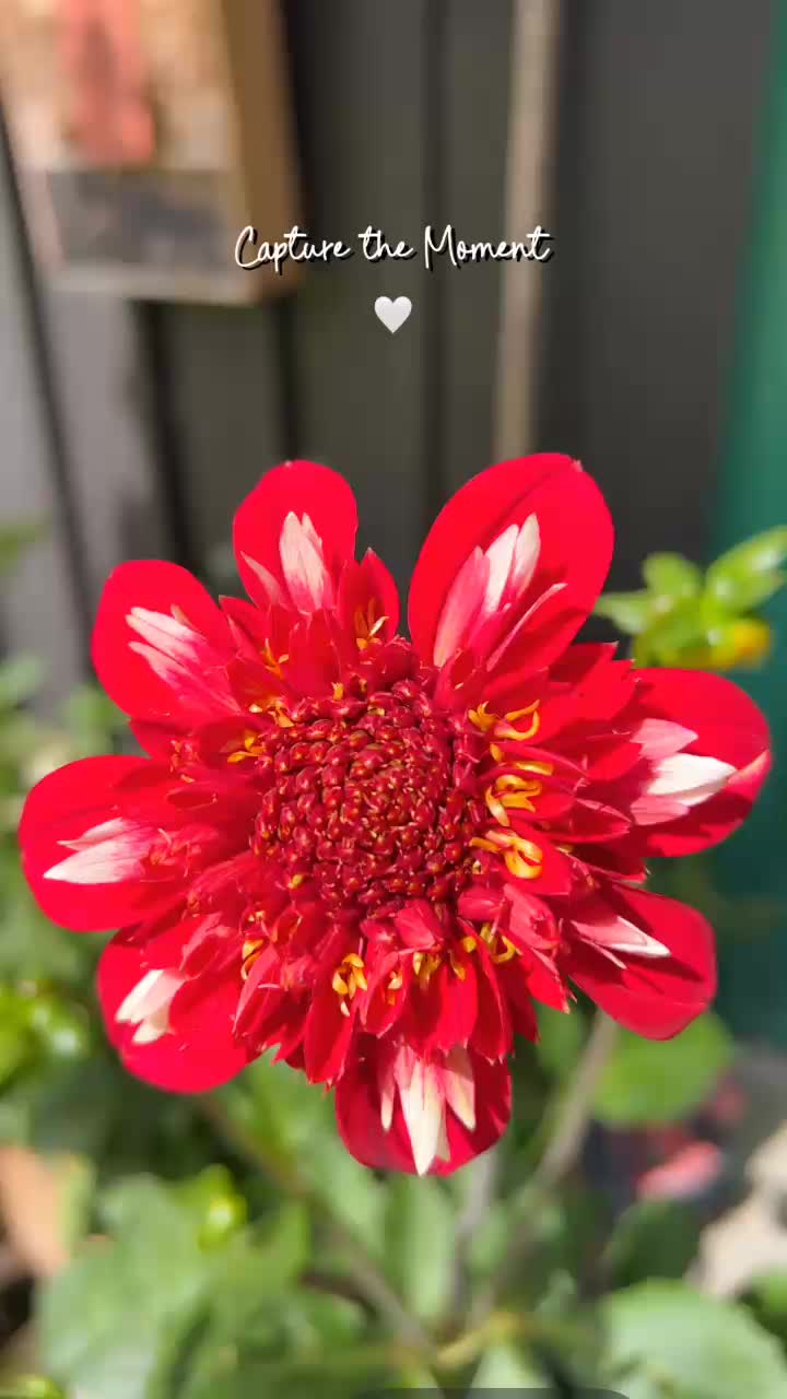 @mettemyhrebakken