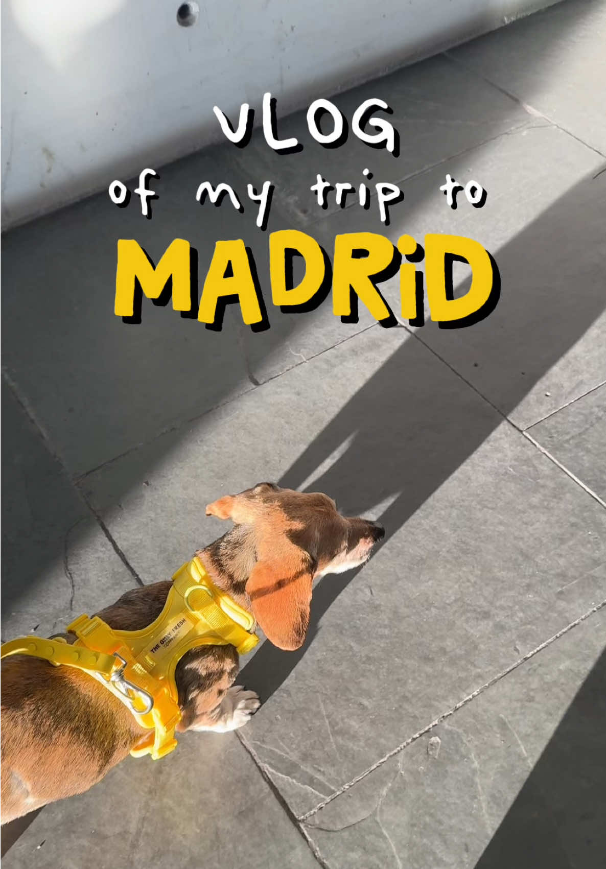 @Lucas The Dog